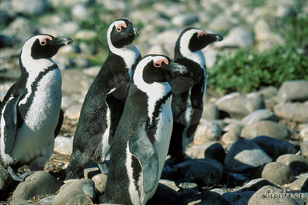 African Penguins on Dyer Island