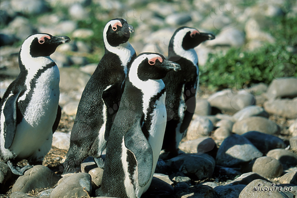 Pingüinos de anteojos en la isla Dyer