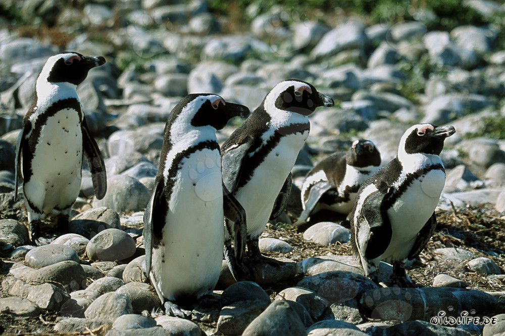 Fascinating African Penguins on Dyer Island