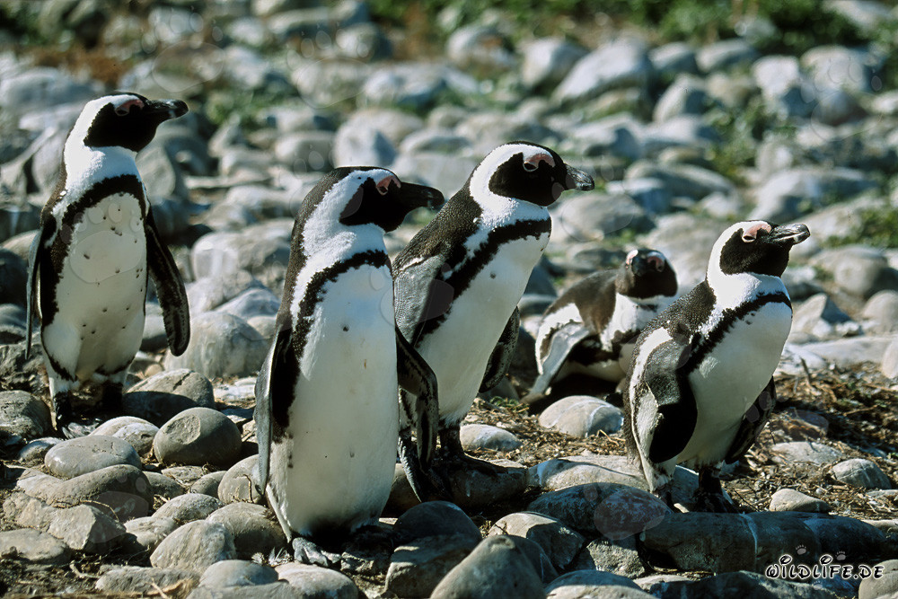 Pingüinos de anteojos fascinantes en la Isla Dyer