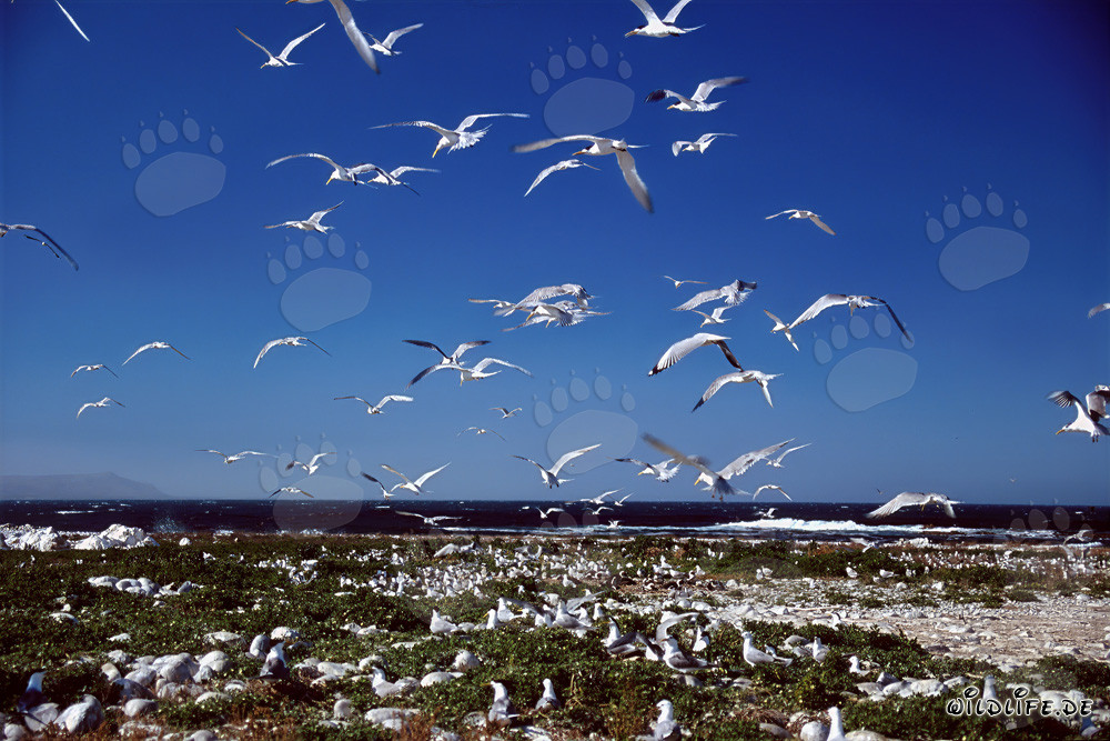 African Penguins on Dyer Island