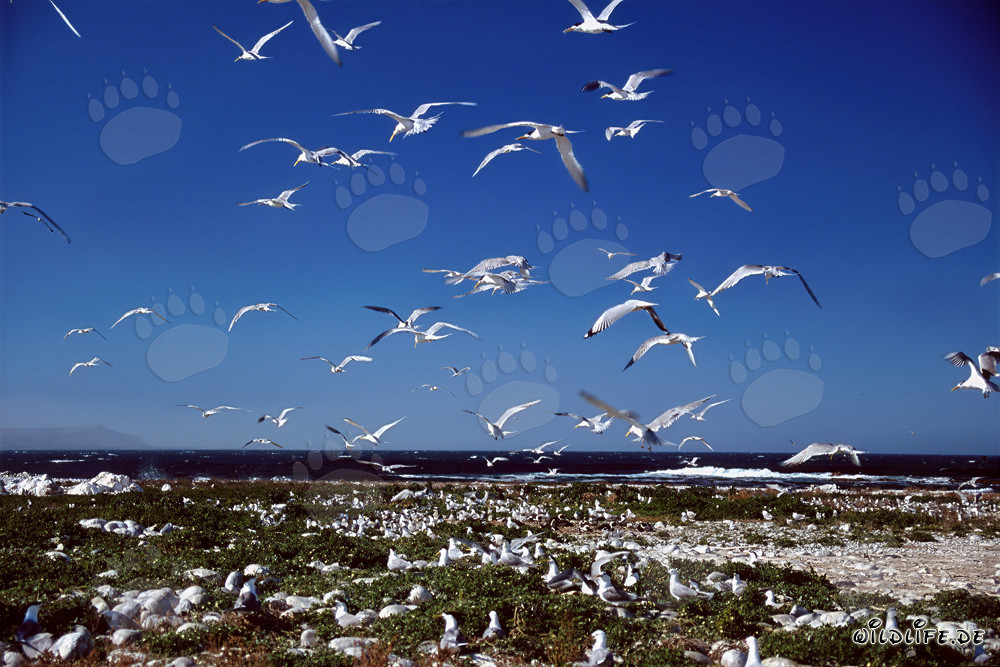 Brillenpinguine auf Dyer Island