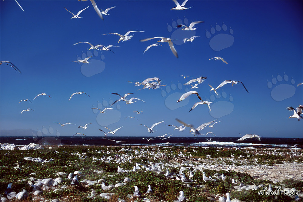 Manchots à lunettes sur l'île de Dyer