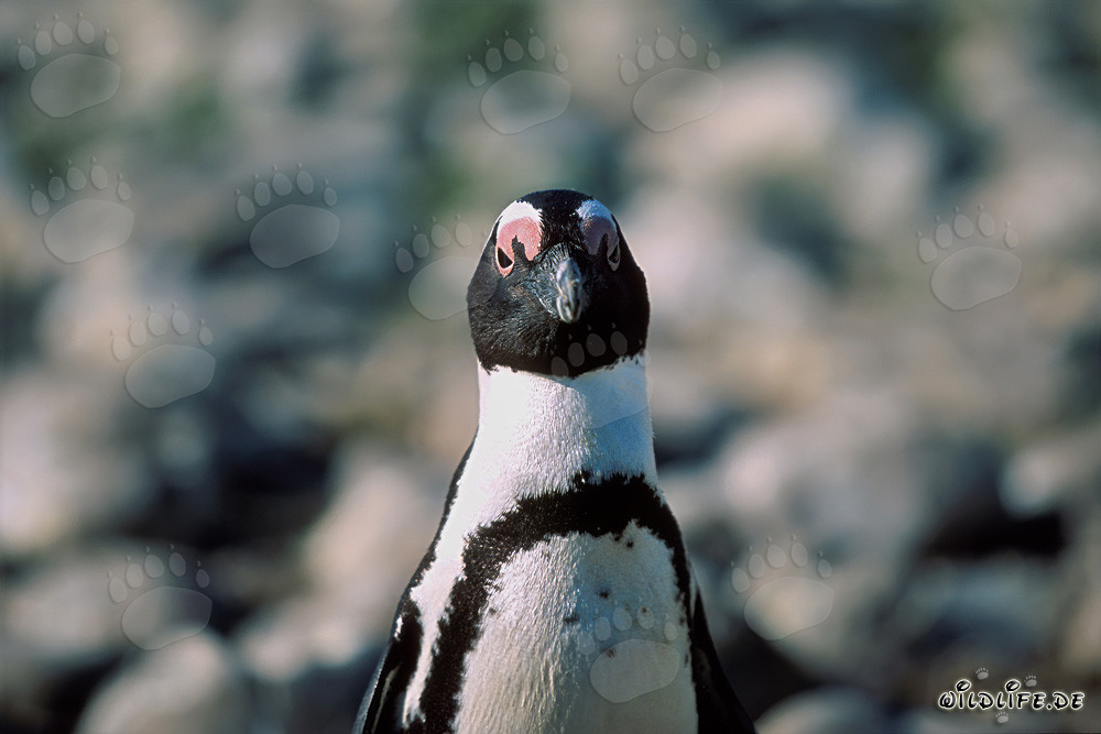Fascinating portrait of an African penguin on Dyer Island, South Africa