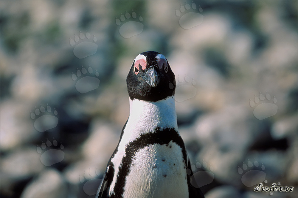 Faszinierendes Porträt eines Brillenpinguins auf Dyer Island, Südafrika