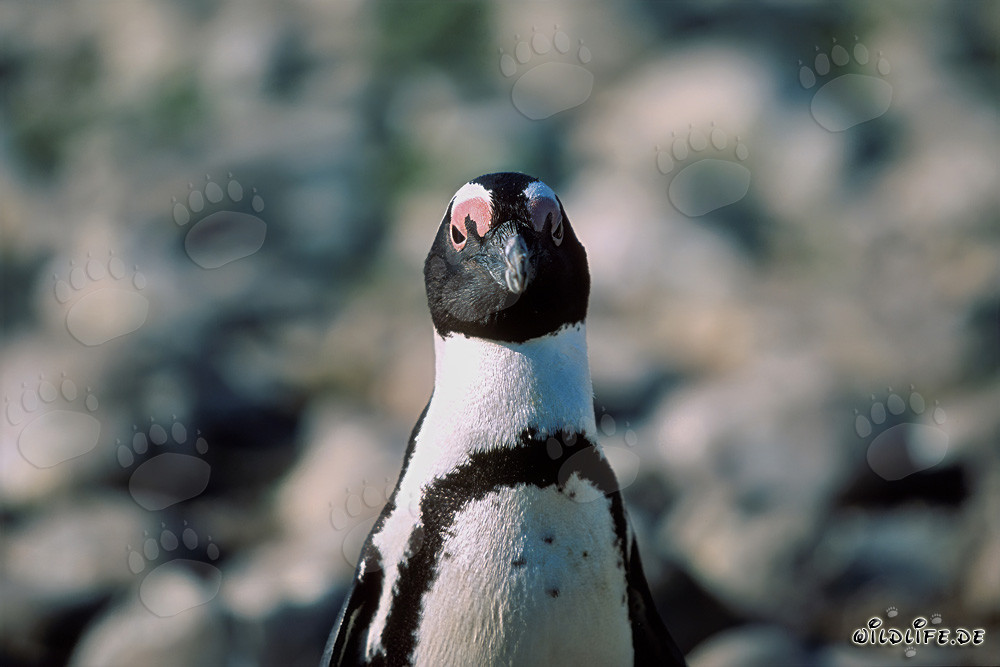 Portrait fascinant d'un manchot à lunettes sur l'île de Dyer, Afrique du Sud