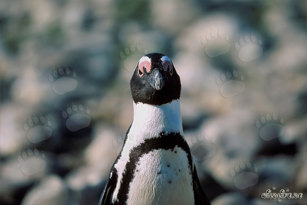 Retrato fascinante de un pingüino de ojos amarillos en la isla de Dyer, Sudáfrica