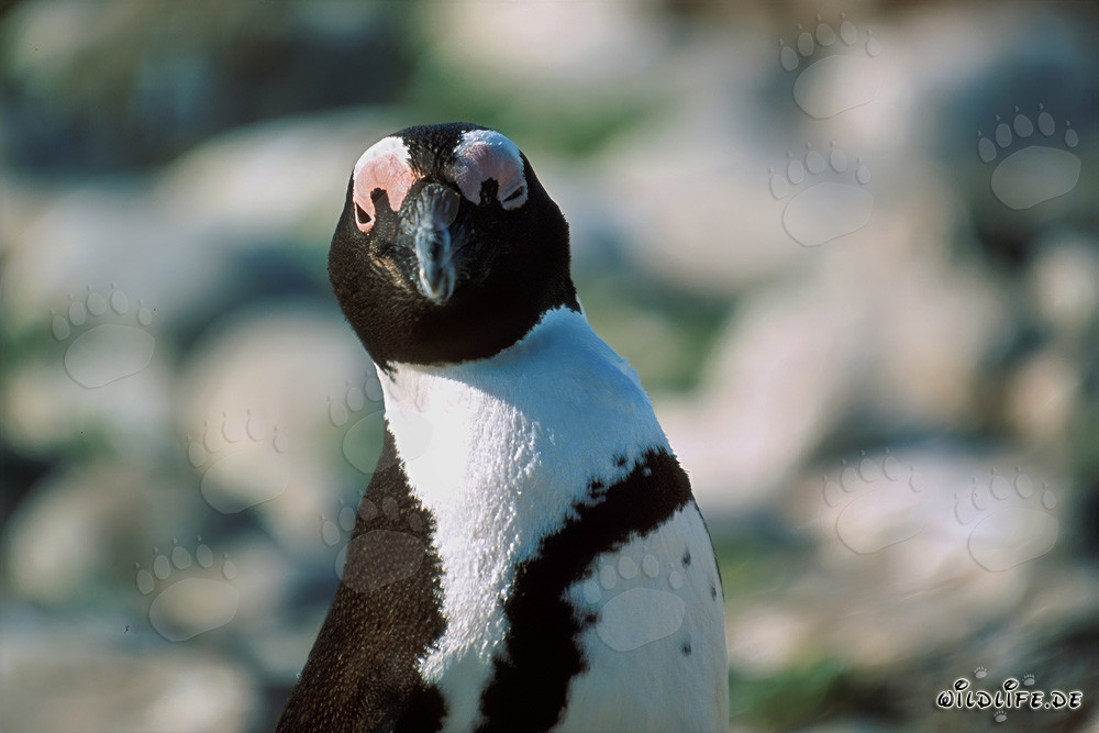 Brillenpinguin (Spheniscus demersus) Porträt auf Dyer Island, Südafrika