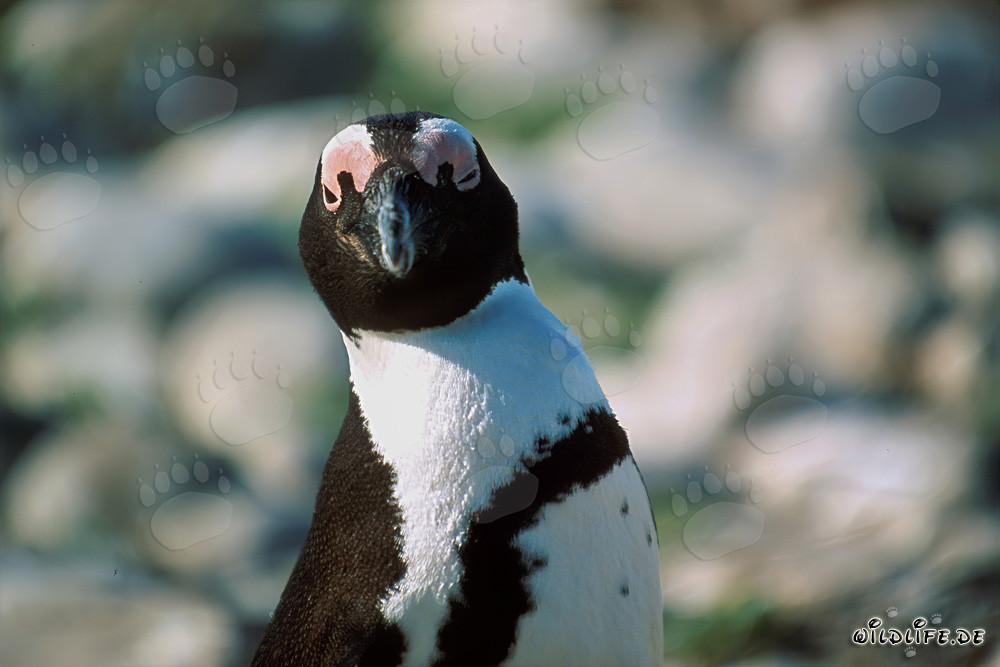 Pingouin du Cap (Spheniscus demersus) Portrait sur l'île de Dyer, Afrique du Sud