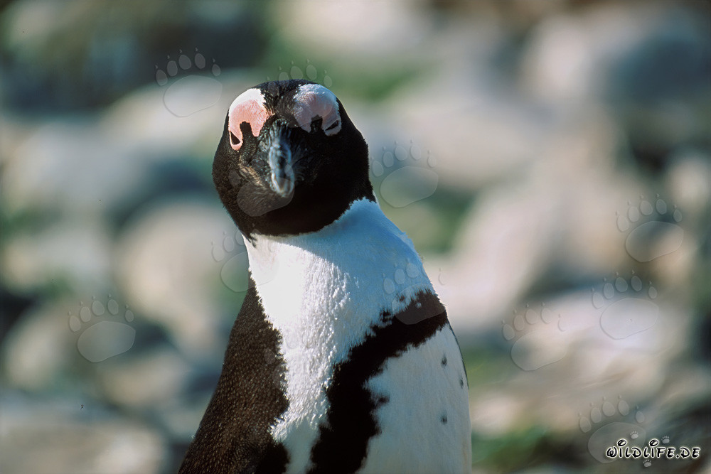 Pingüino de El Cabo (Spheniscus demersus) Retrato en la Isla Dyer, Sudáfrica