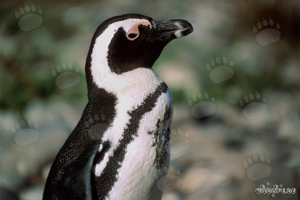 Brillenpinguin (Spheniscus demersus)