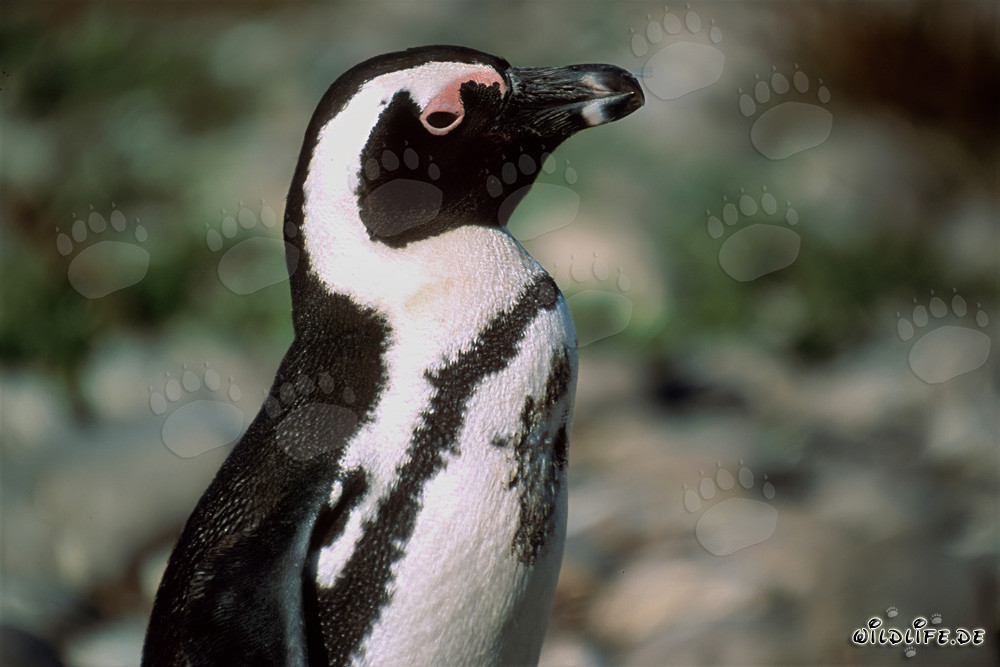 Pinguin du Cap (Spheniscus demersus)