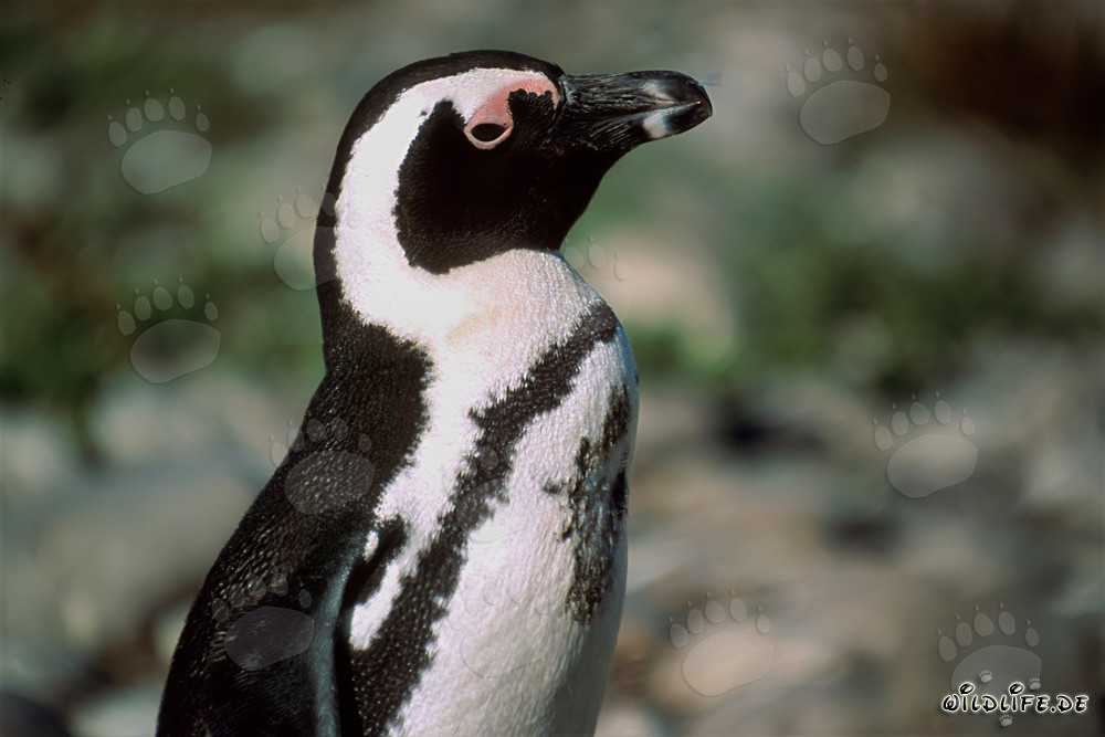 Pinguino del Capo (Spheniscus demersus)