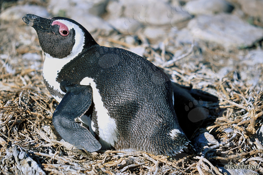 Brillenpinguin (Spheniscus demersus)