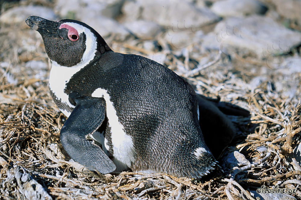 Manchot du Cap (Spheniscus demersus)