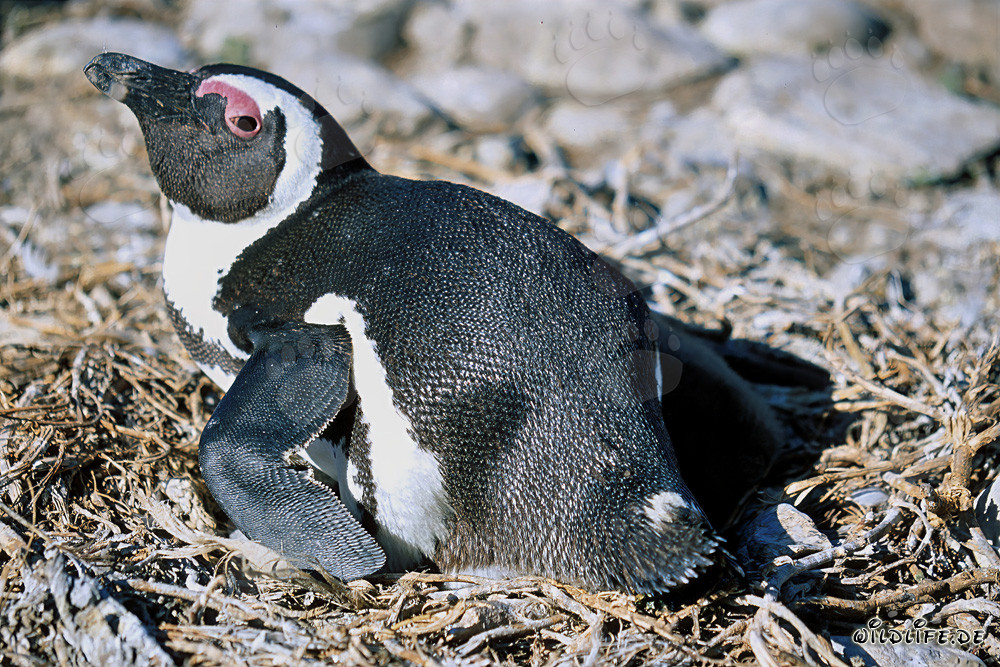 Pingüino de El Cabo (Spheniscus demersus)