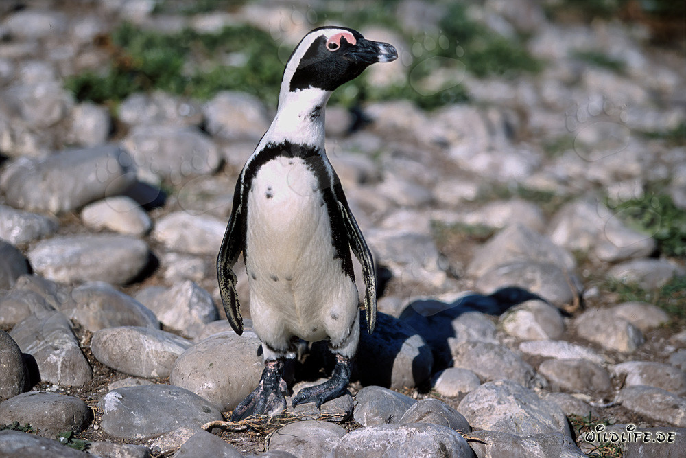 Brillenpinguin (Spheniscus demersus)
