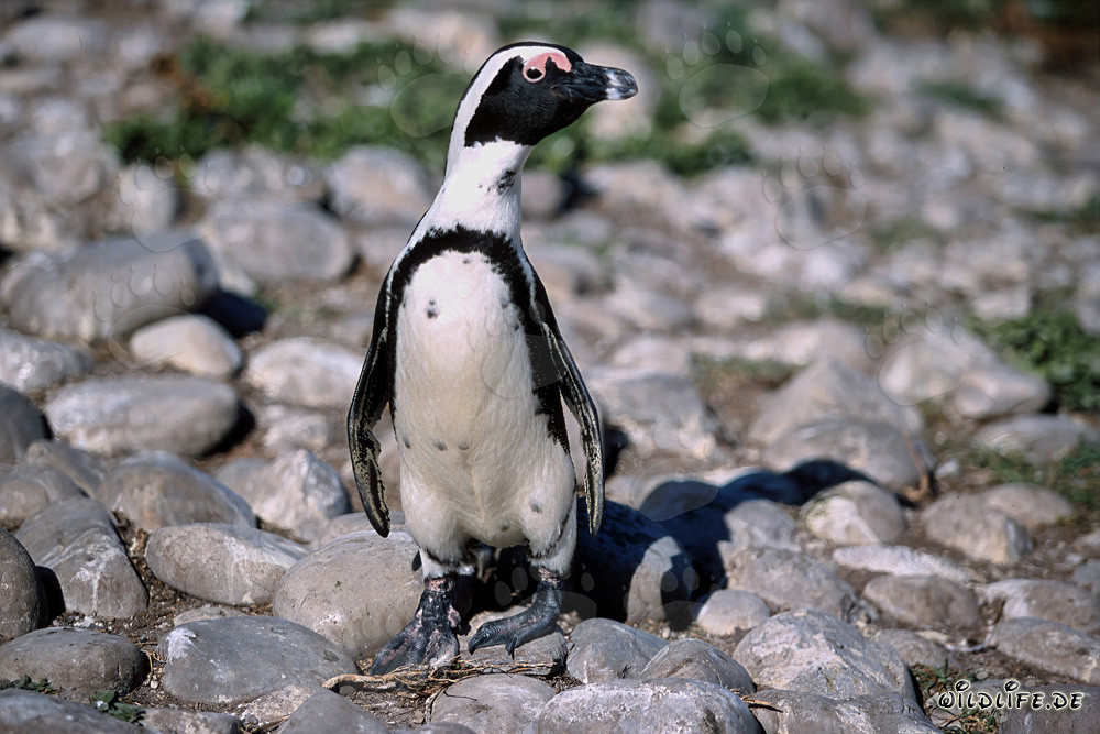 Manchot du Cap (Spheniscus demersus)