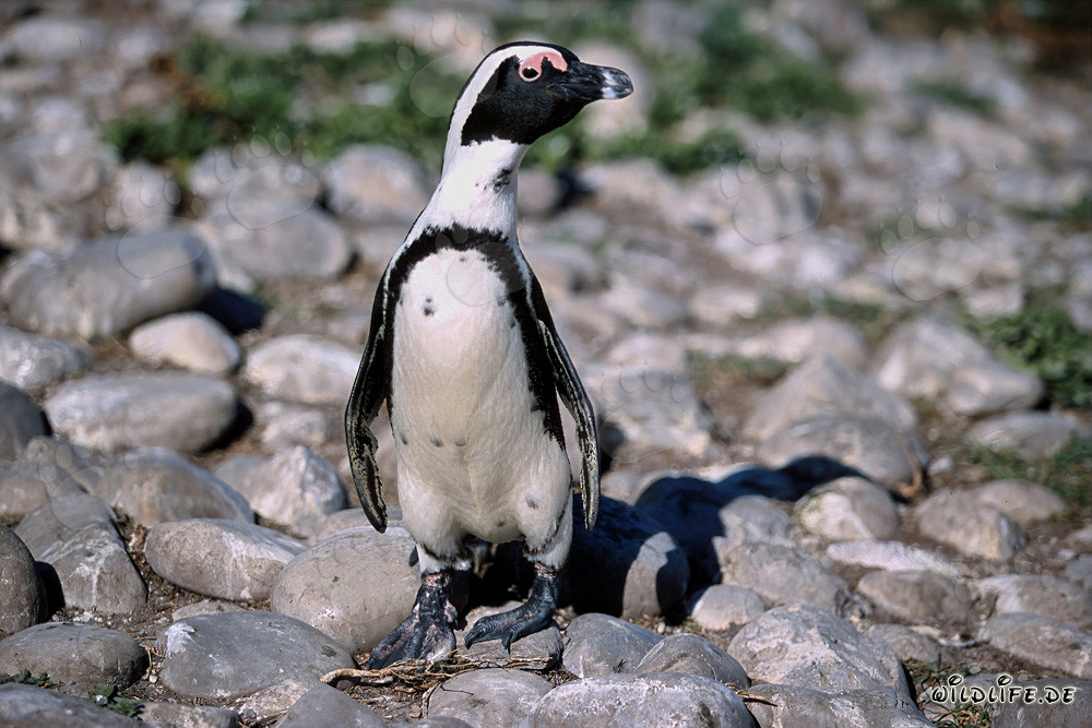 Pingüino de El Cabo (Spheniscus demersus)