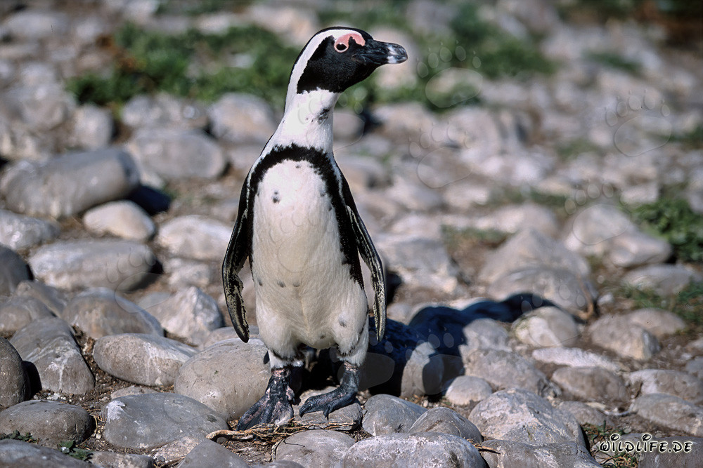 Pinguino del Capo (Spheniscus demersus)