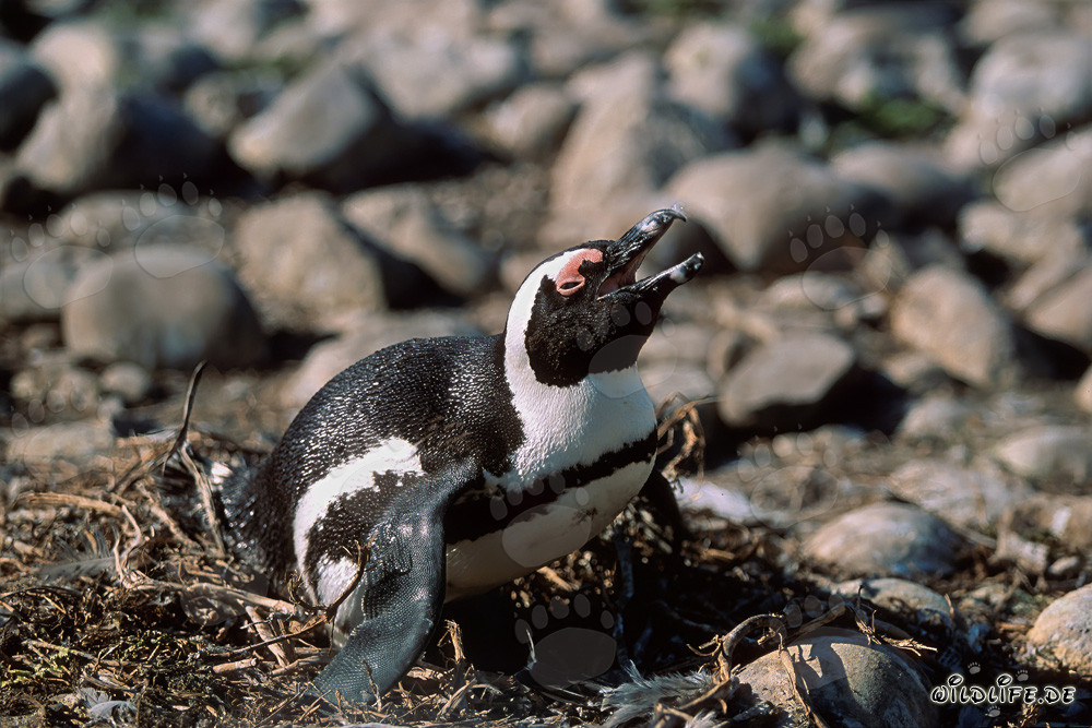 Brillenpinguin (Spheniscus demersus)