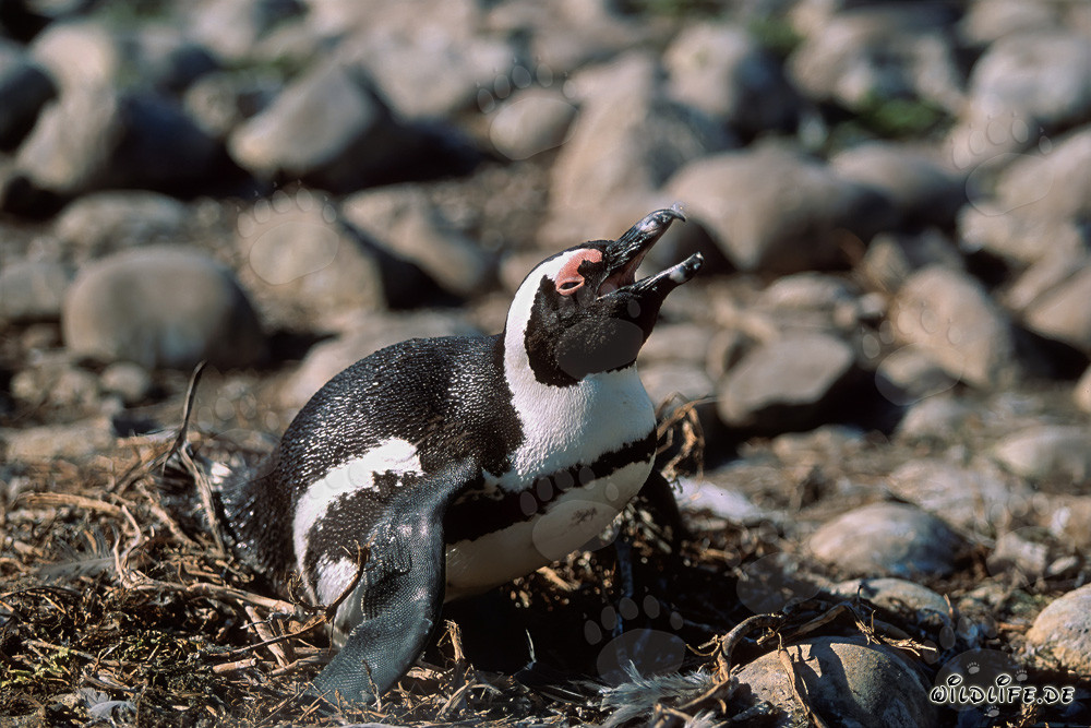 Pingouin à lunettes (Spheniscus demersus)