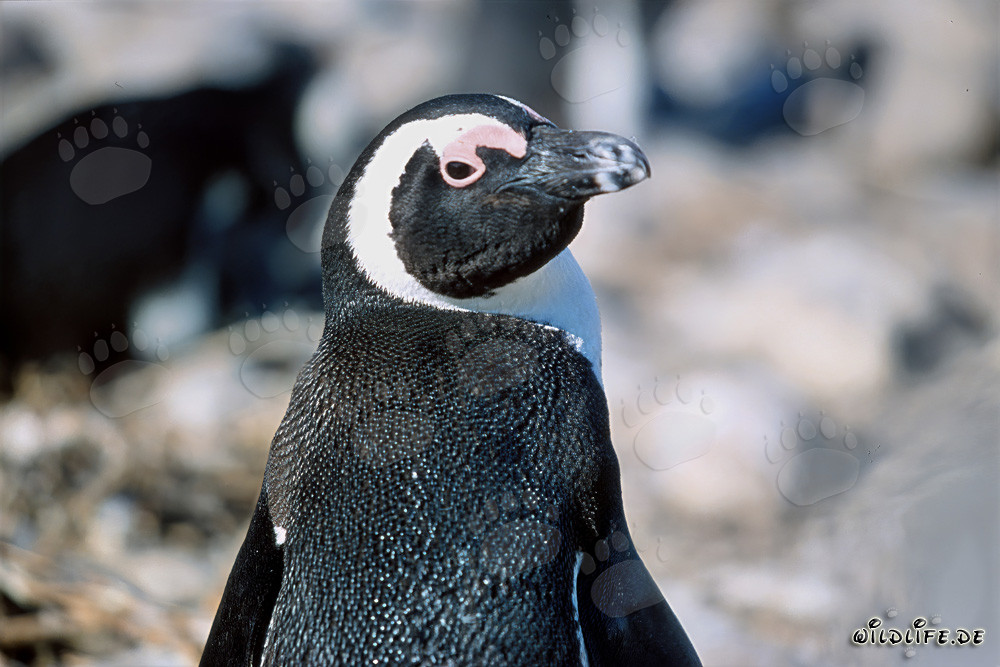 Natural Wonder Dyer Island: African Penguin (Spheniscus demersus)