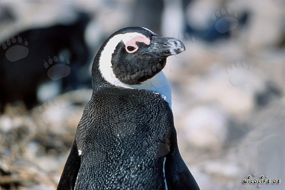 Naturwunder Dyer Island: Brillenpinguin (Spheniscus demersus)
