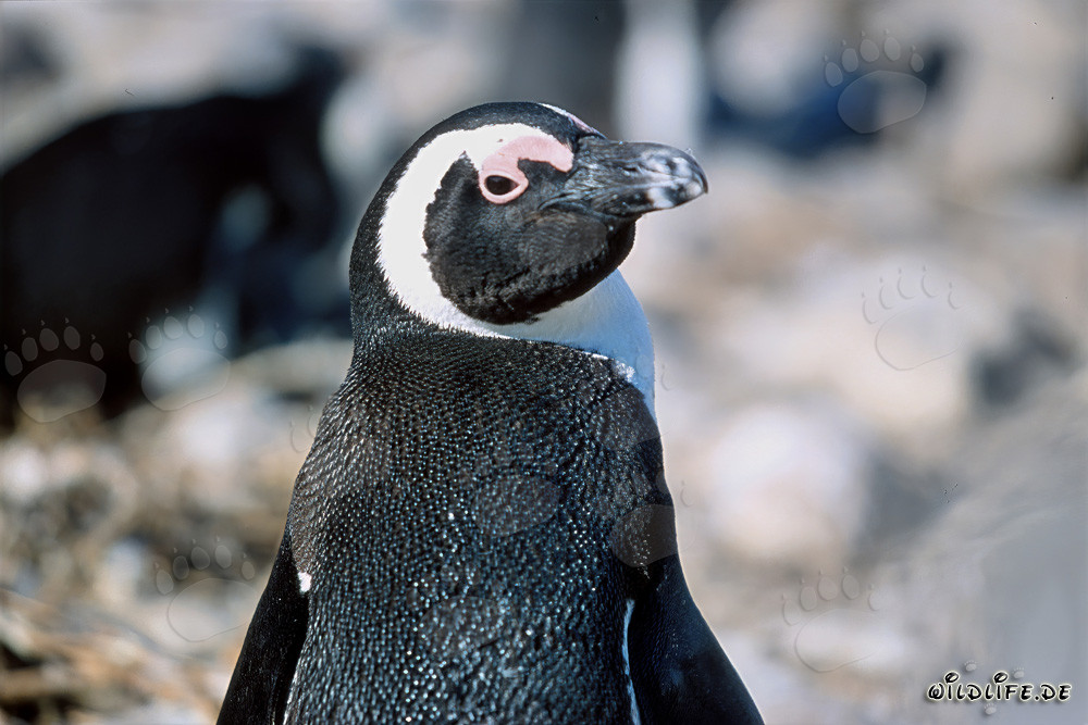 Maravilla natural de la Isla Dyer: Pingüino del Cabo (Spheniscus demersus)