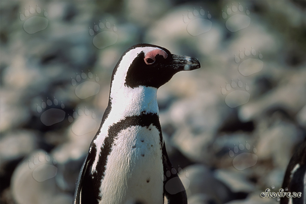 African penguin (Spheniscus demersus) on the protected Dyer Island in South Africa