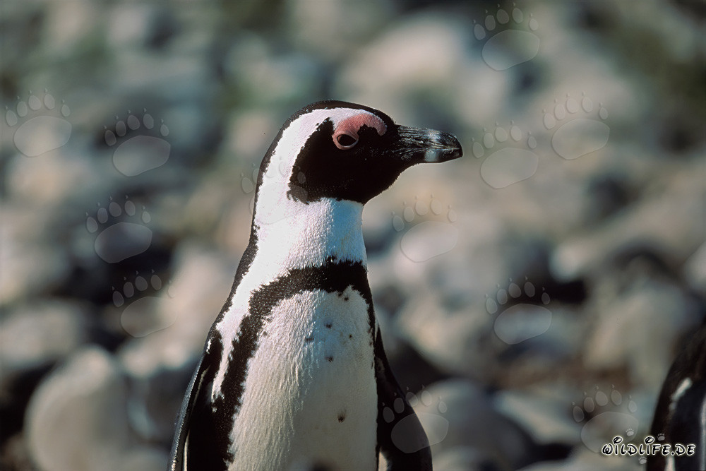 Brillenpinguin (Spheniscus demersus) auf der geschützten Dyer Island in Südafrika