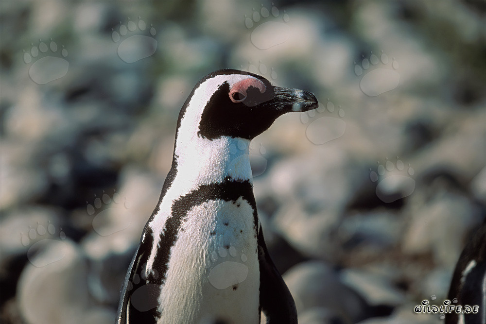Penguin à lunettes (Spheniscus demersus) sur l'île protégée de Dyer en Afrique du Sud