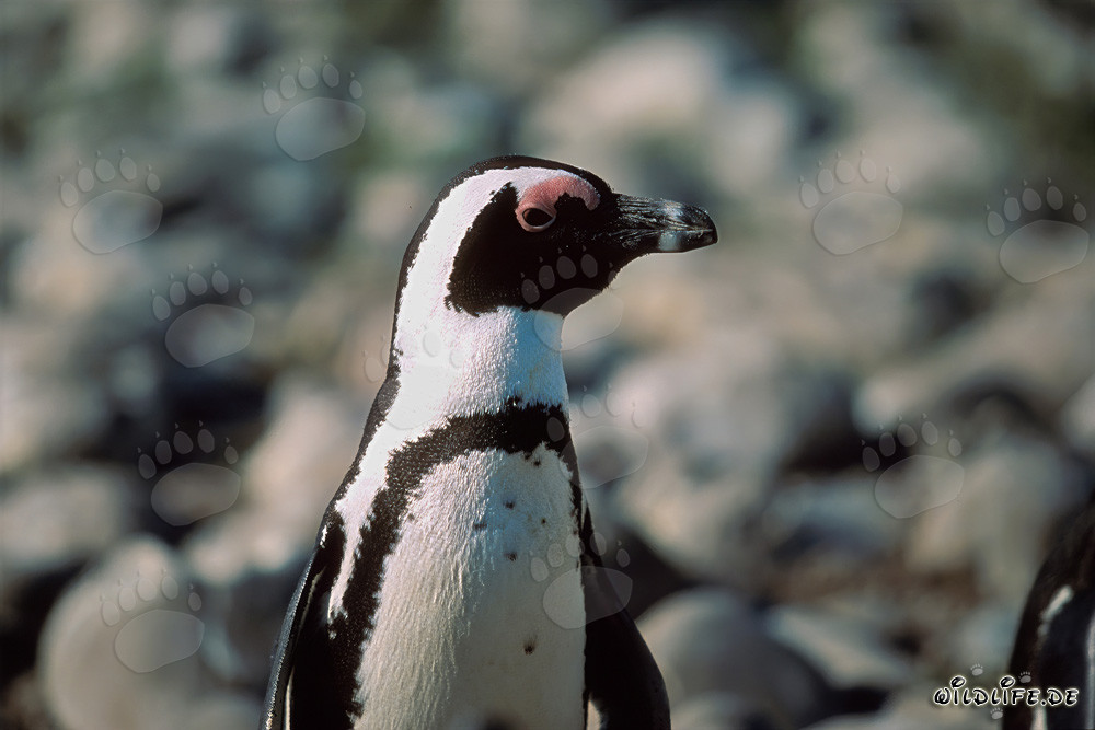 Pinguino dagli occhiali (Spheniscus demersus) sull'isola protetta di Dyer in Sudafrica