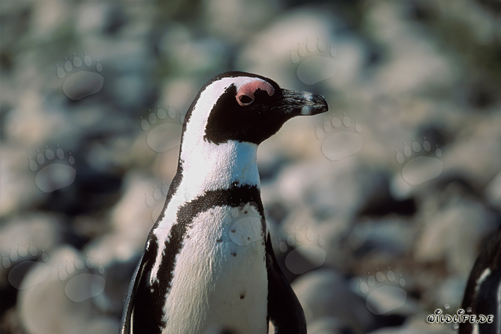 Pingüino de gafas (Spheniscus demersus) en la protegida Isla Dyer en Sudáfrica