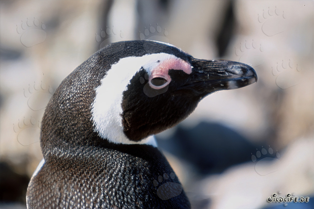 Pingüino de El Cabo (Spheniscus demersus) en la Isla de Dyer, Cabo Occidental, Sudáfrica