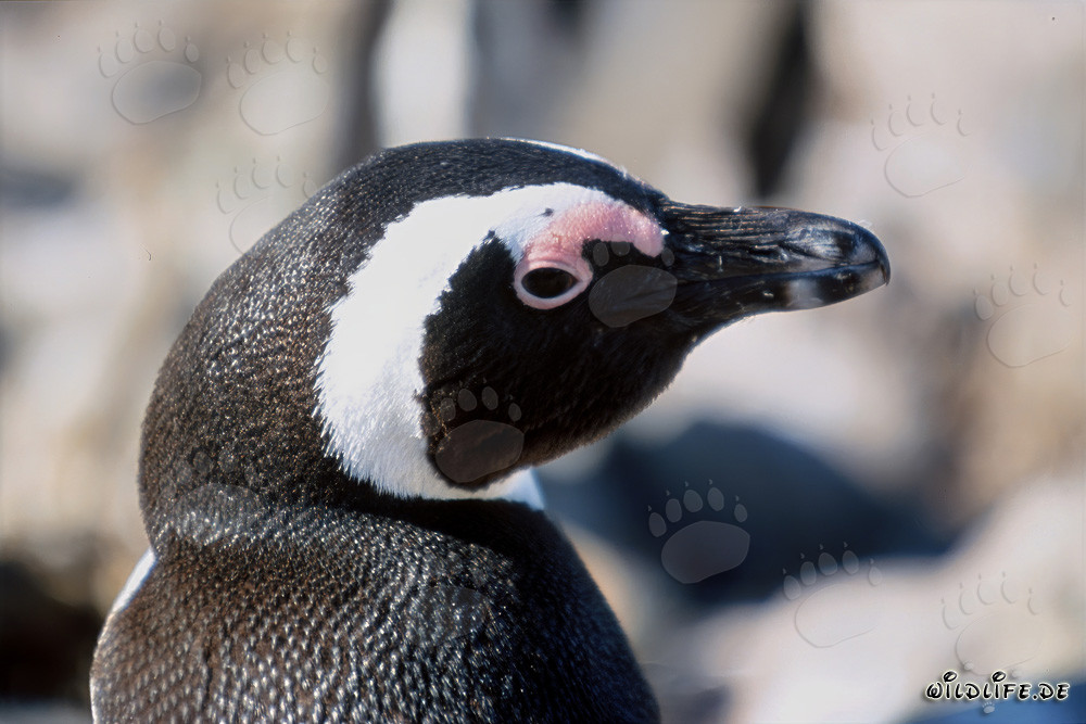 Pinguino di Dyer (Spheniscus demersus) sull'isola di Dyer, Capo Occidentale, Sudafrica