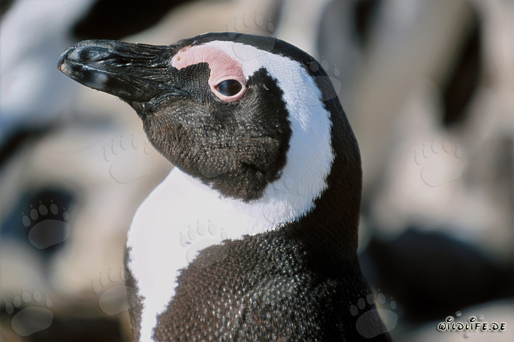 Brillenpinguin (Spheniscus demersus) auf Dyer Island, Südafrika