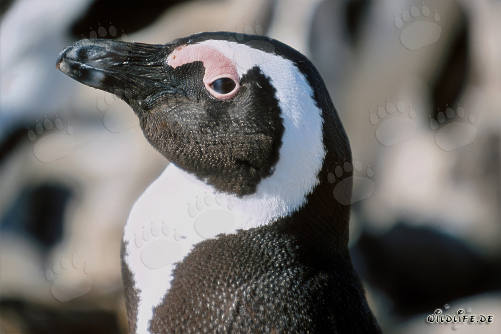 Manchot du Cap (Spheniscus demersus) sur l'île de Dyer, Afrique du Sud