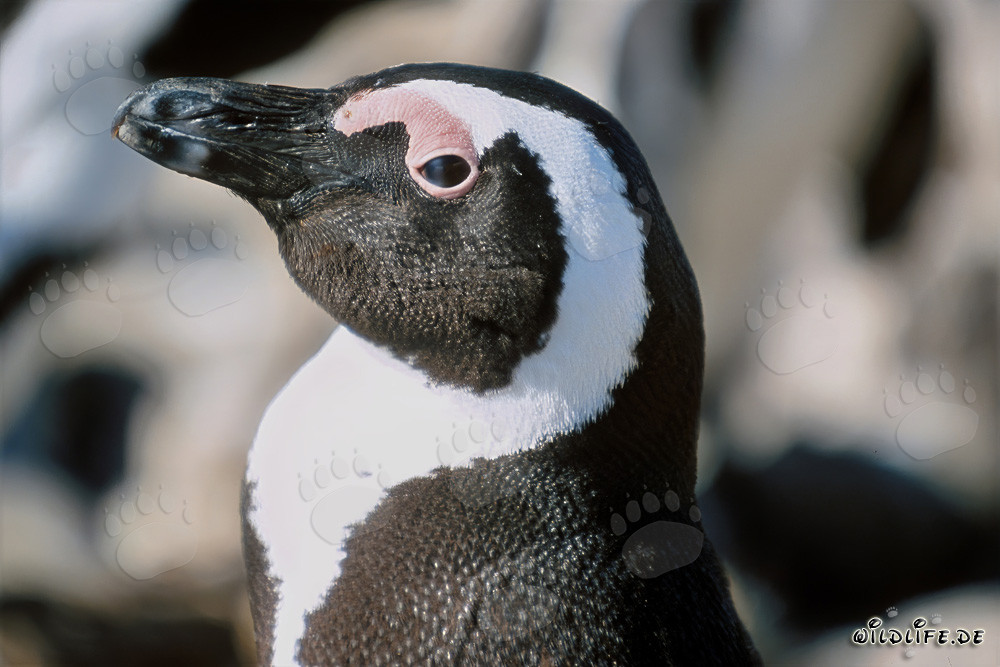 Pinguino del Capo (Spheniscus demersus) sull'Isola di Dyer, Sudafrica