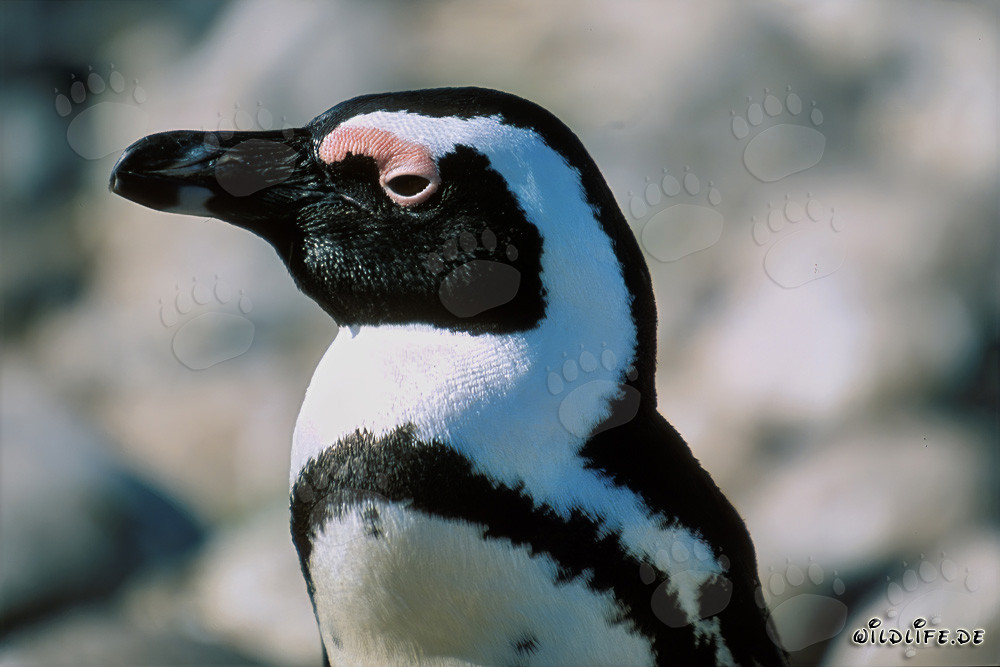 Brillenpinguin (Spheniscus demersus)