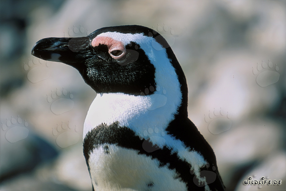 Manchot du Cap (Spheniscus demersus)