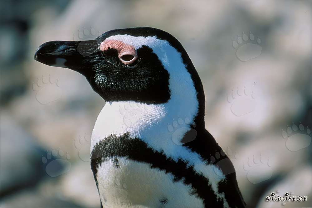 Pinguino di Jackass (Spheniscus demersus)