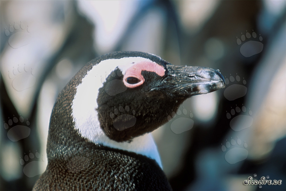 Fascinating portrait of an African penguin on Dyer Island, South Africa