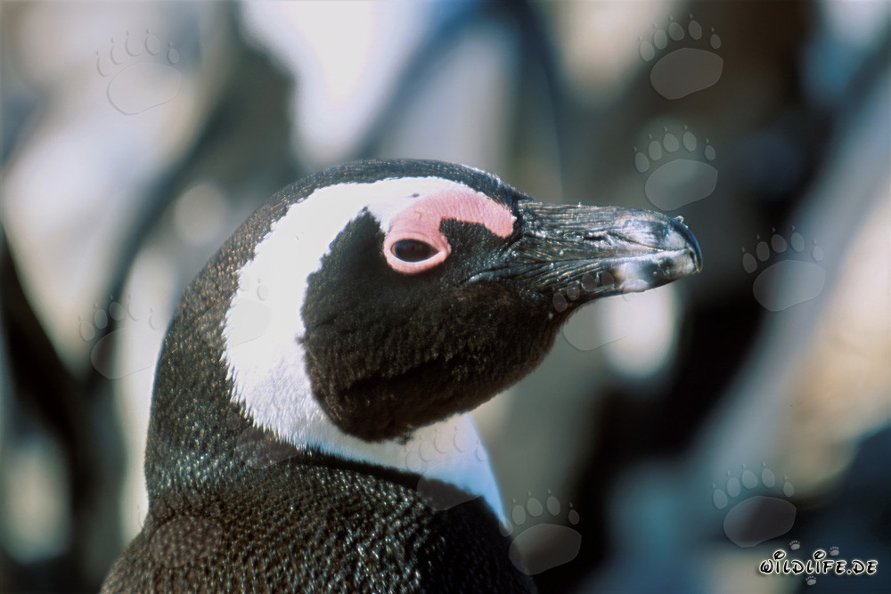 Retrato fascinante de un pingüino de El Cabo en la isla de Dyer, Sudáfrica
