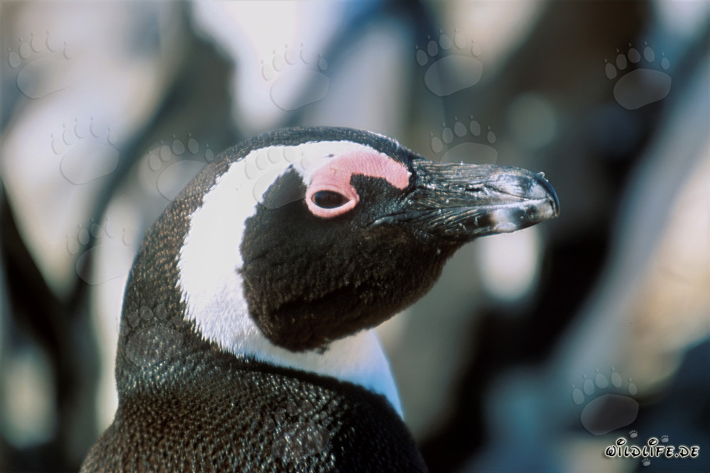 Ritratto affascinante di un pinguino del Capo sull'isola di Dyer, Sudafrica