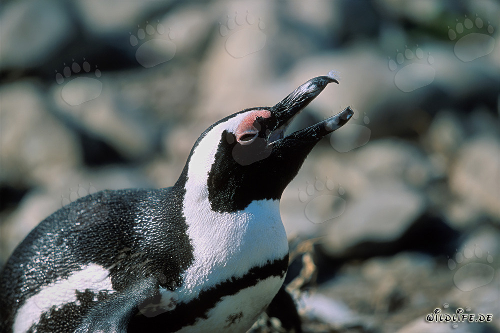 African penguin (Spheniscus demersus) on Dyer Island, South Africa