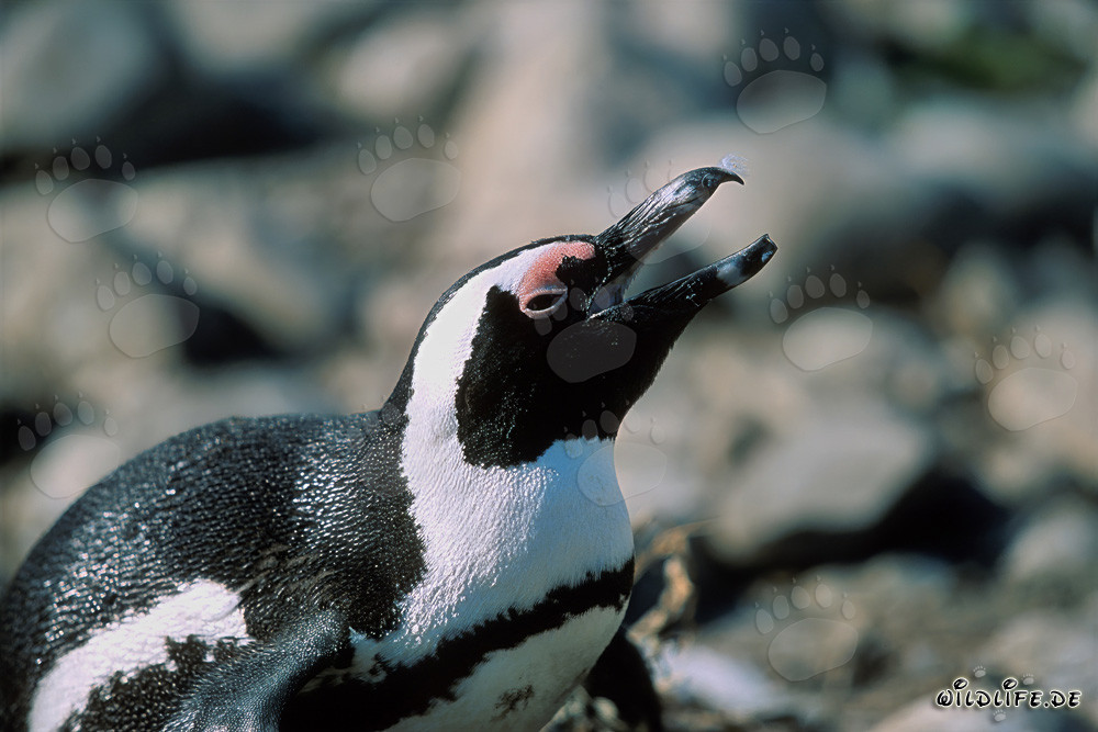 Pinguino del Capo (Spheniscus demersus) sull'Isola di Dyer, Sudafrica