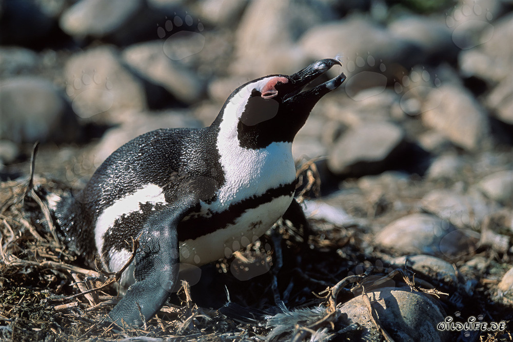 Manchot du Cap (Spheniscus demersus) sur l'île de Dyer, Cap-Occidental, Afrique du Sud