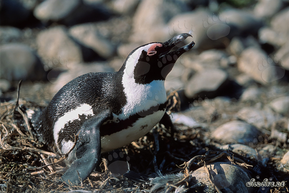 Pingüino de El Cabo (Spheniscus demersus) en la Isla de Dyer, Cabo Occidental, Sudáfrica