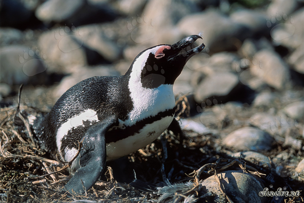 Pinguino del Capo (Spheniscus demersus) sull'Isola di Dyer, Capo Occidentale, Sudafrica